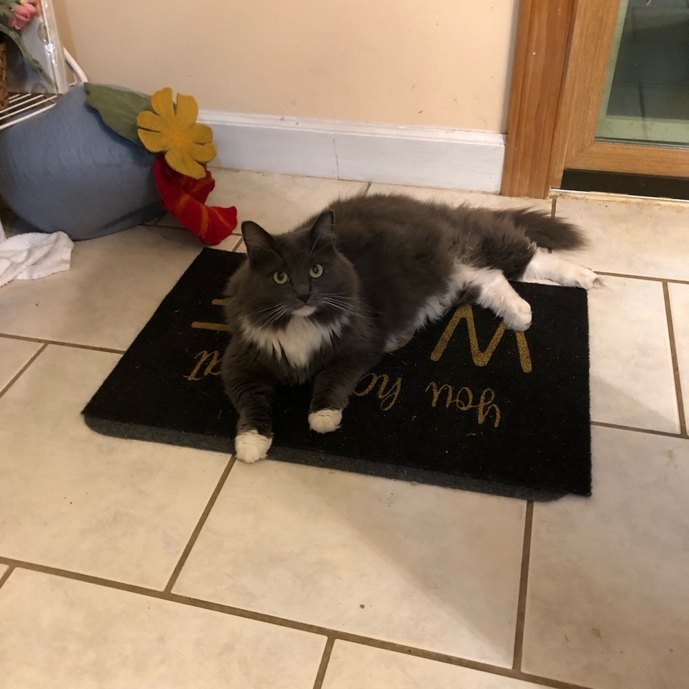 Updated Furbaby Photos